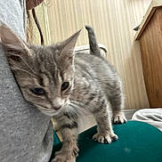 Zahra joined the competition — help win amazing prizes! kitten, cat, gray_tabby, person, shirt, indoor, furniture, wooden_cabinet, striped_wallpaper, teal_surface, pet, young_cat, curious, close_up, animal, paw, whiskers, tail, domestic_cat, cozy