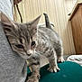 kitten, cat, gray_tabby, person, shirt, indoor, furniture, wooden_cabinet, striped_wallpaper, teal_surface, pet, young_cat, curious, close_up, animal, paw, whiskers, tail, domestic_cat, cozy
