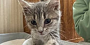 Zahra is registered to the contest to win money with this photo: kitten, cat, paw, indoor, furniture, litter_box, curious, pet, animal, young, whiskers, closeup, gray_cat, person, sweatshirt, wood, floor, cozy, home, cute