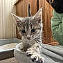 kitten, cat, paw, indoor, furniture, litter_box, curious, pet, animal, young, whiskers, closeup, gray_cat, person, sweatshirt, wood, floor, cozy, home, cute