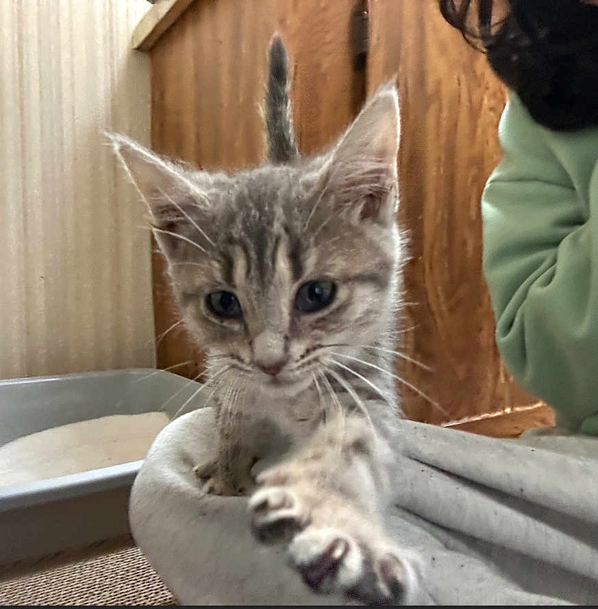 Zahra is registered to the contest to win money with this photo: kitten, cat, paw, indoor, furniture, litter_box, curious, pet, animal, young, whiskers, closeup, gray_cat, person, sweatshirt, wood, floor, cozy, home, cute