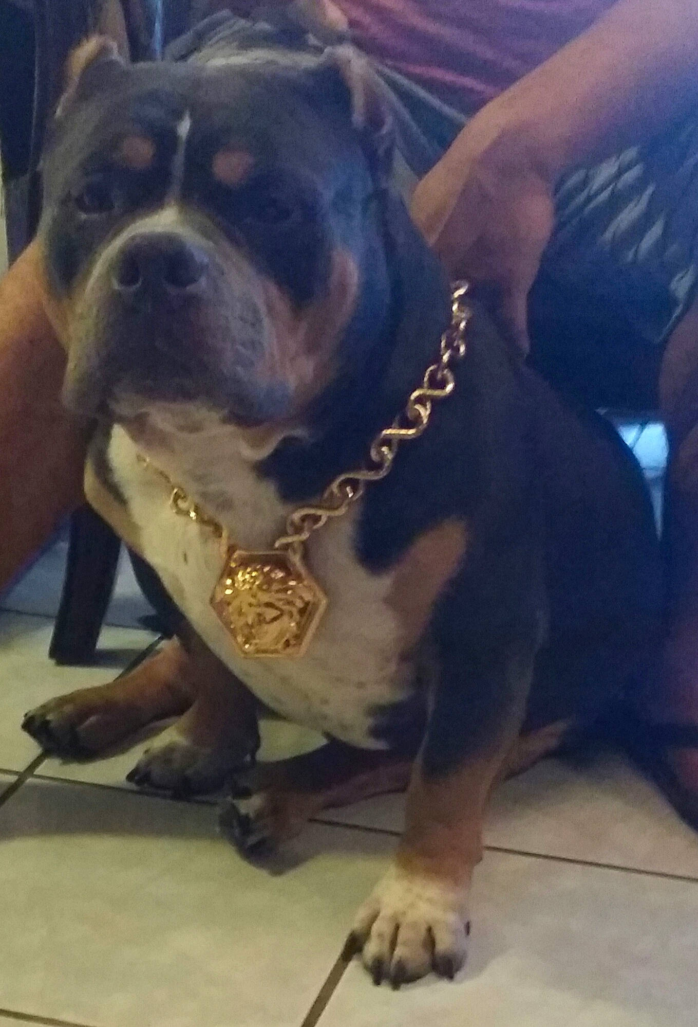 Beast joined the competition — help win amazing prizes! canidae, carnivore, cloud, collar, companion_dog, dog, dog_breed, dog_collar, electric_blue, fawn, flooring, fur, guard_dog, metal, molosser, snout, sporting_group, whiskers, window, working_animal