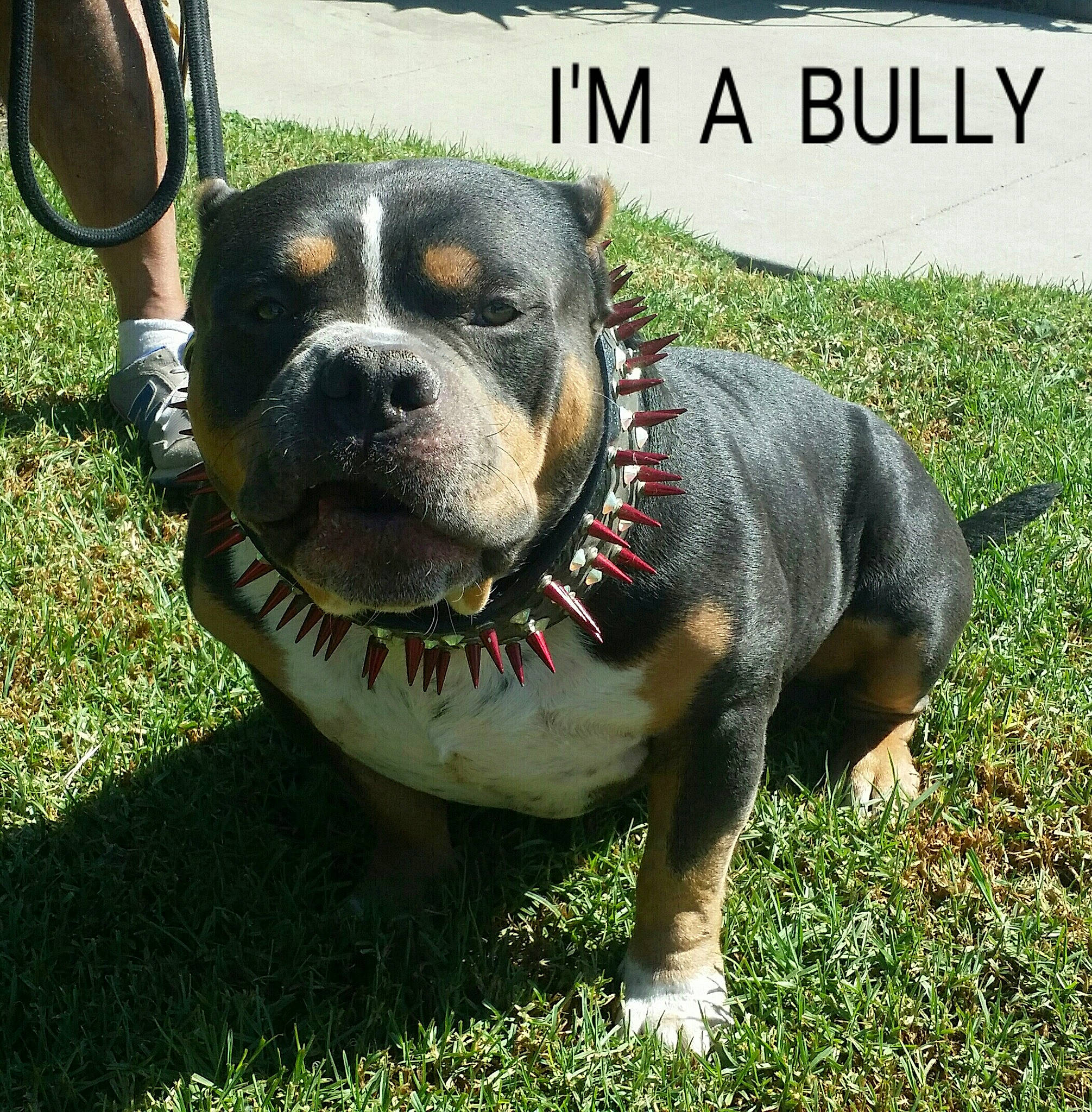 Beast is registered to the contest to win money with this photo: canidae, carnivore, collar, companion_dog, dog, dog_breed, dog_collar, dog_supply, fashion_accessory, fawn, fur, grass, leash, personal_protective_equipment, pet_supply, plant, snout, sporting_group, whiskers, working_animal