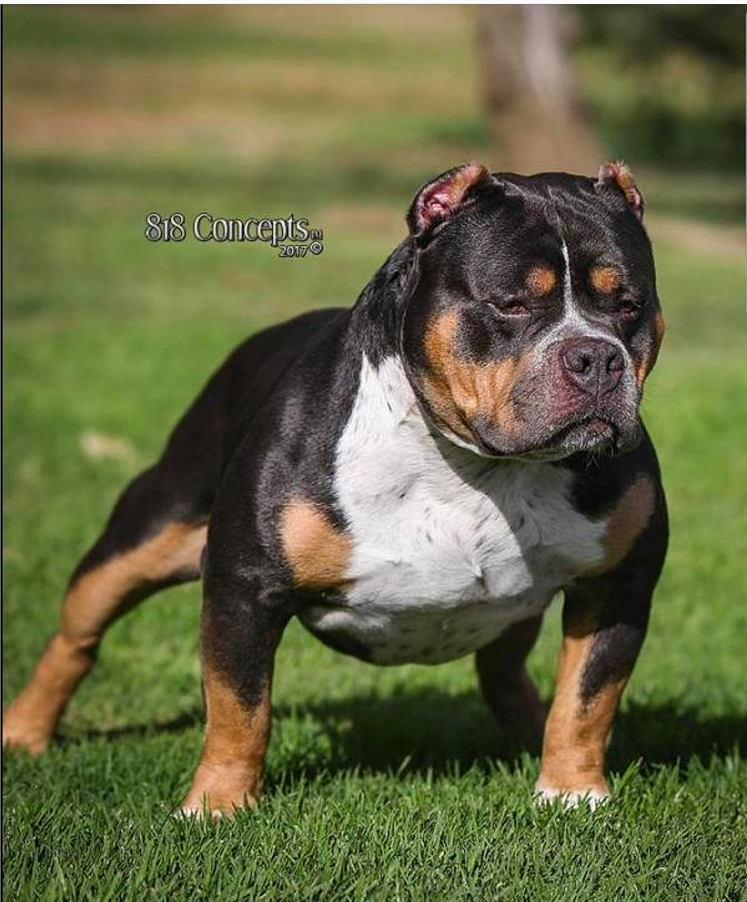 Beast is registered to the contest to win money with this photo: ancient_dog_breeds, art, bulldog, canidae, carnivore, companion_dog, dog, dog_breed, fawn, grass, molosser, non_sporting_group, paw, snout, sporting_group, terrestrial_animal, whiskers, wildlife, working_dog