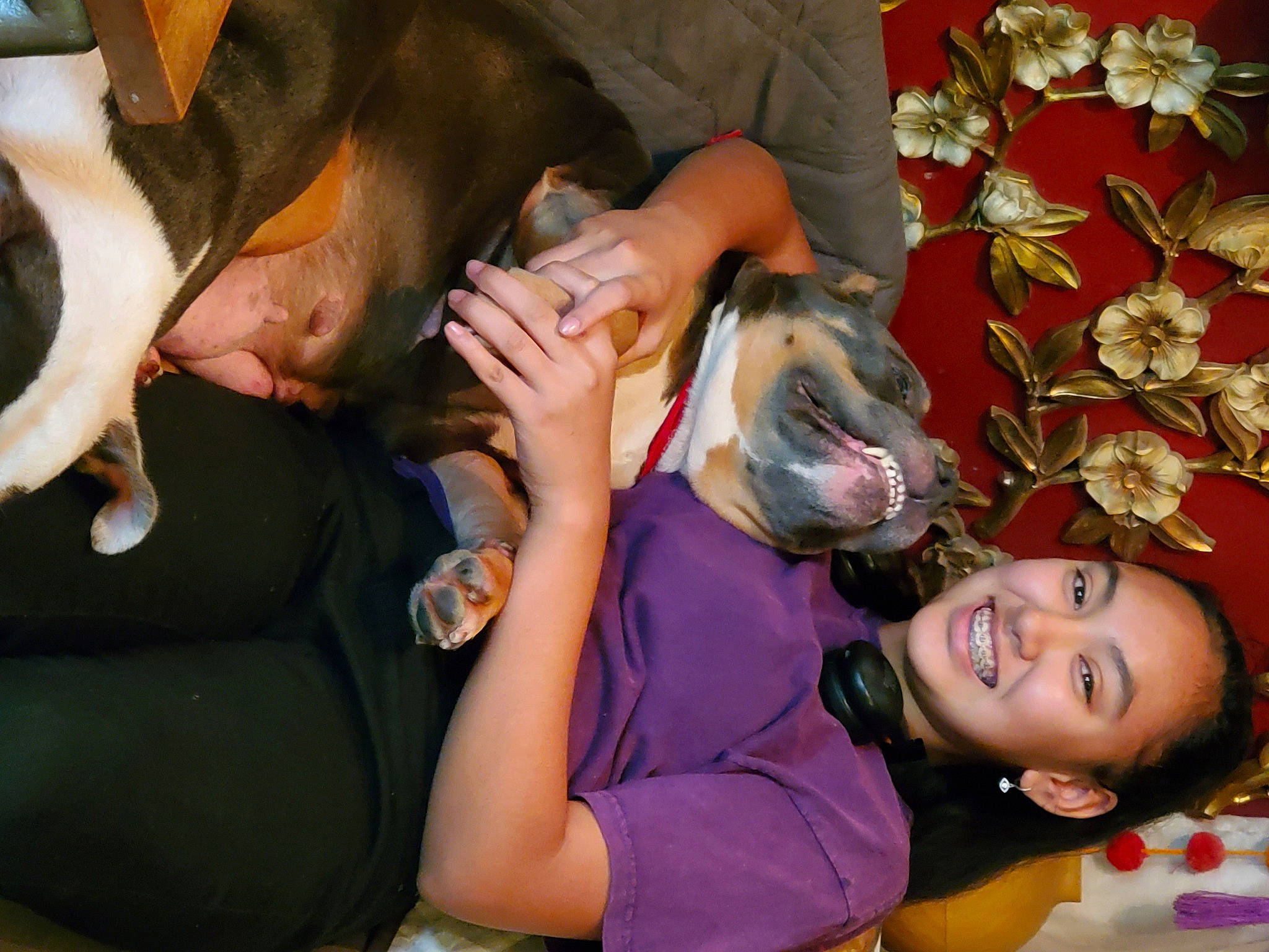 Minnie joined the competition — help win amazing prizes! canidae, carnivore, christmas_ornament, comfort, companion_dog, dog, dog_breed, event, fawn, fun, fur, hand, happy, holiday, jewellery, lap, nail, ornament, sporting_group, toy