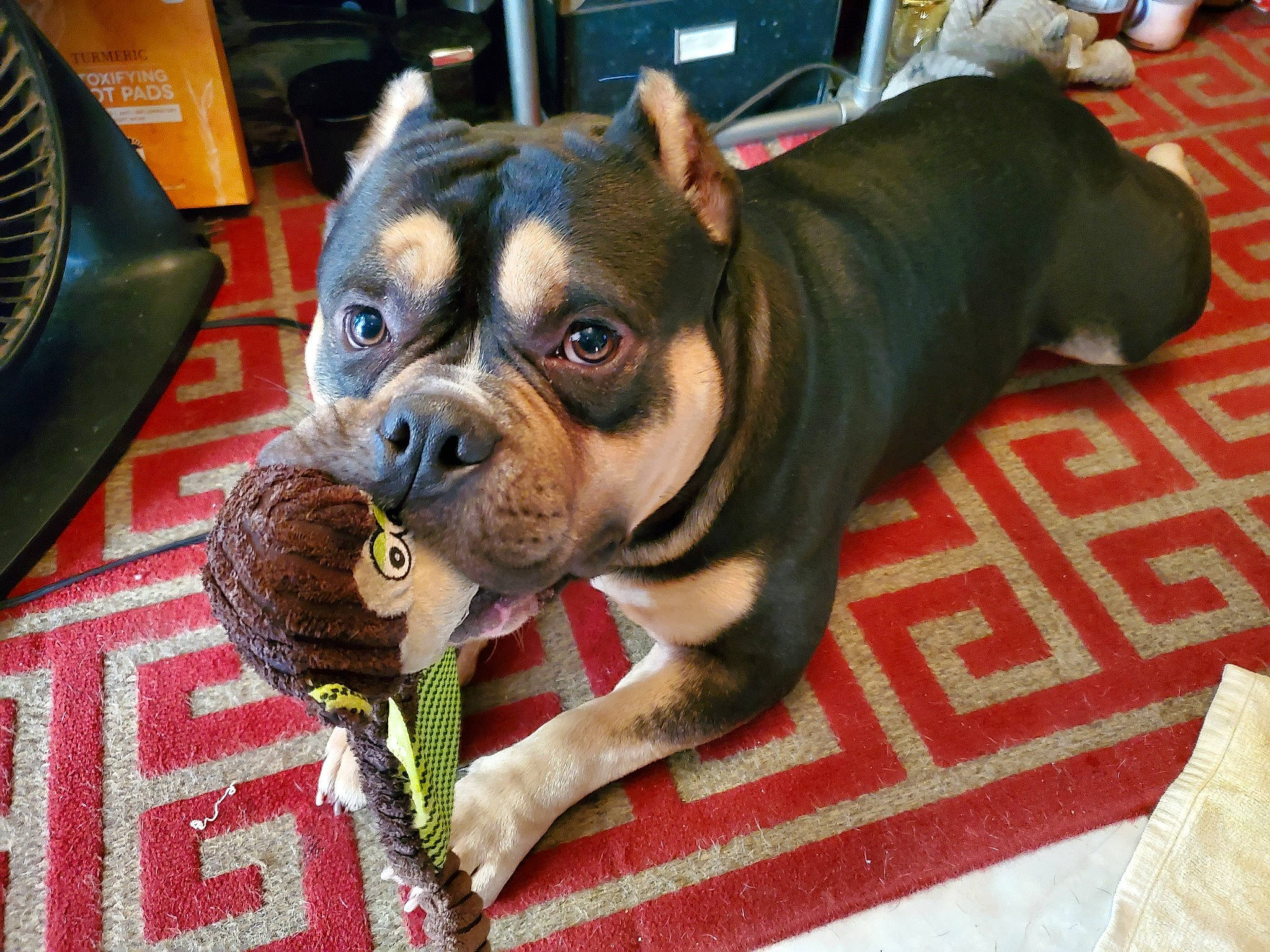 Mufasa is registered to the contest to win money with this photo: bulldog, canidae, carnivore, companion_dog, dog, dog_breed, ear, eye, fawn, fur, grass, head, mechanical_fan, snout, sporting_group, terrestrial_animal, toy_dog, whiskers, working_animal, wrinkle