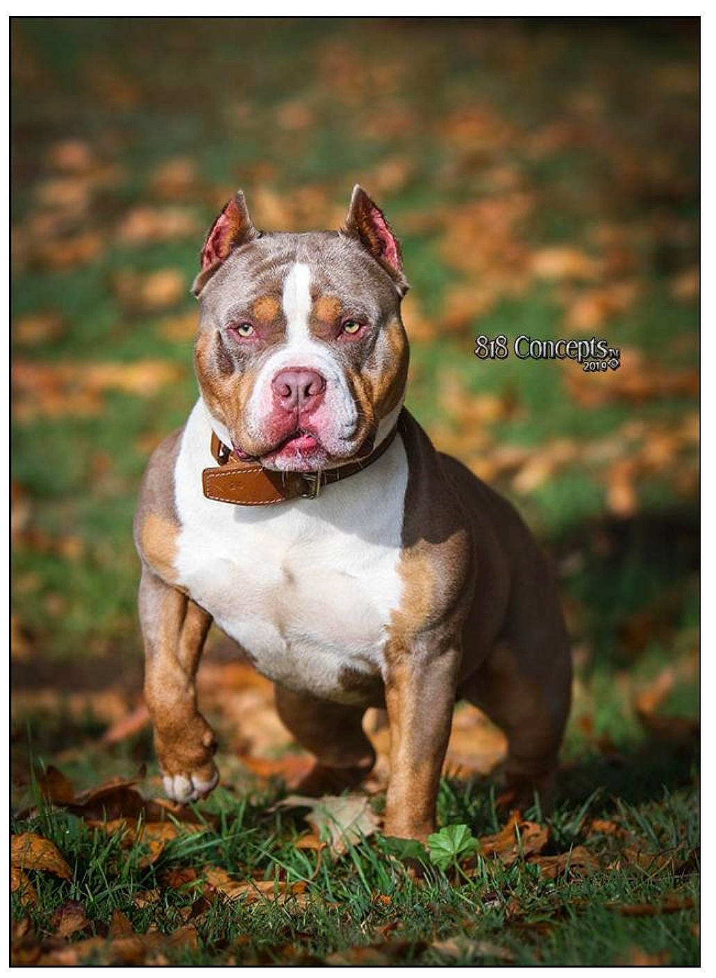 Raiden joined the competition — help win amazing prizes! ancient_dog_breeds, bulldog, canidae, carnivore, companion_dog, dog, dog_breed, dog_collar, fawn, grass, molosser, non_sporting_group, plant, snout, sporting_group, tail, terrestrial_animal, whiskers, wildlife, working_dog