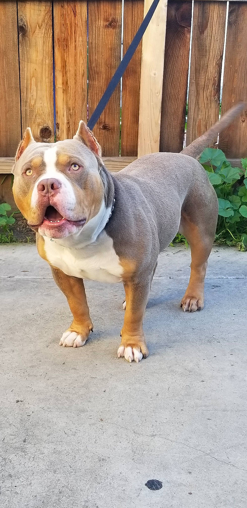 Raiden is registered to the contest to win money with this photo: ancient_dog_breeds, bulldog, canidae, carnivore, collar, companion_dog, dog, dog_breed, dog_collar, fawn, grass, leash, molosser, non_sporting_group, plant, sporting_group, terrestrial_animal, white_english_bulldog, working_dog, wrinkle