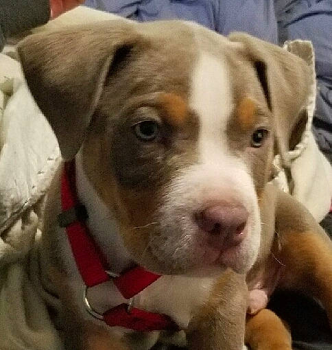 Raiden joined the competition — help win amazing prizes! ancient_dog_breeds, canidae, carnivore, collar, companion_dog, dog, dog_breed, dog_collar, fawn, fur, non_sporting_group, pet_supply, puppy, puppy_love, snout, sporting_group, street_dog, terrestrial_animal, whiskers, working_animal