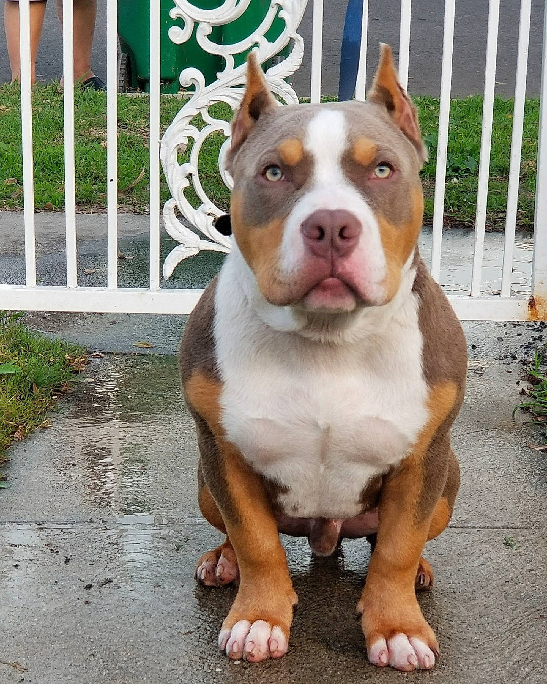 Raiden joined the competition — help win amazing prizes! canidae, carnivore, companion_dog, dog, dog_breed, eye, fawn, fence, flowerpot, fur, grass, home_fencing, liver, plant, snout, sporting_group, terrier, whiskers, working_animal, working_dog