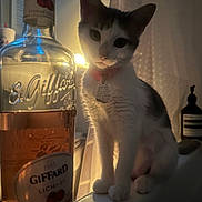 Heidi is registered to the contest to win money with this photo: cat, pet, animal, bottle, liqueur, indoor, light, shadow, collar, tag, curious, ledg, warm_light, glass, liquid, background, decor, still_life, domestic, cozy