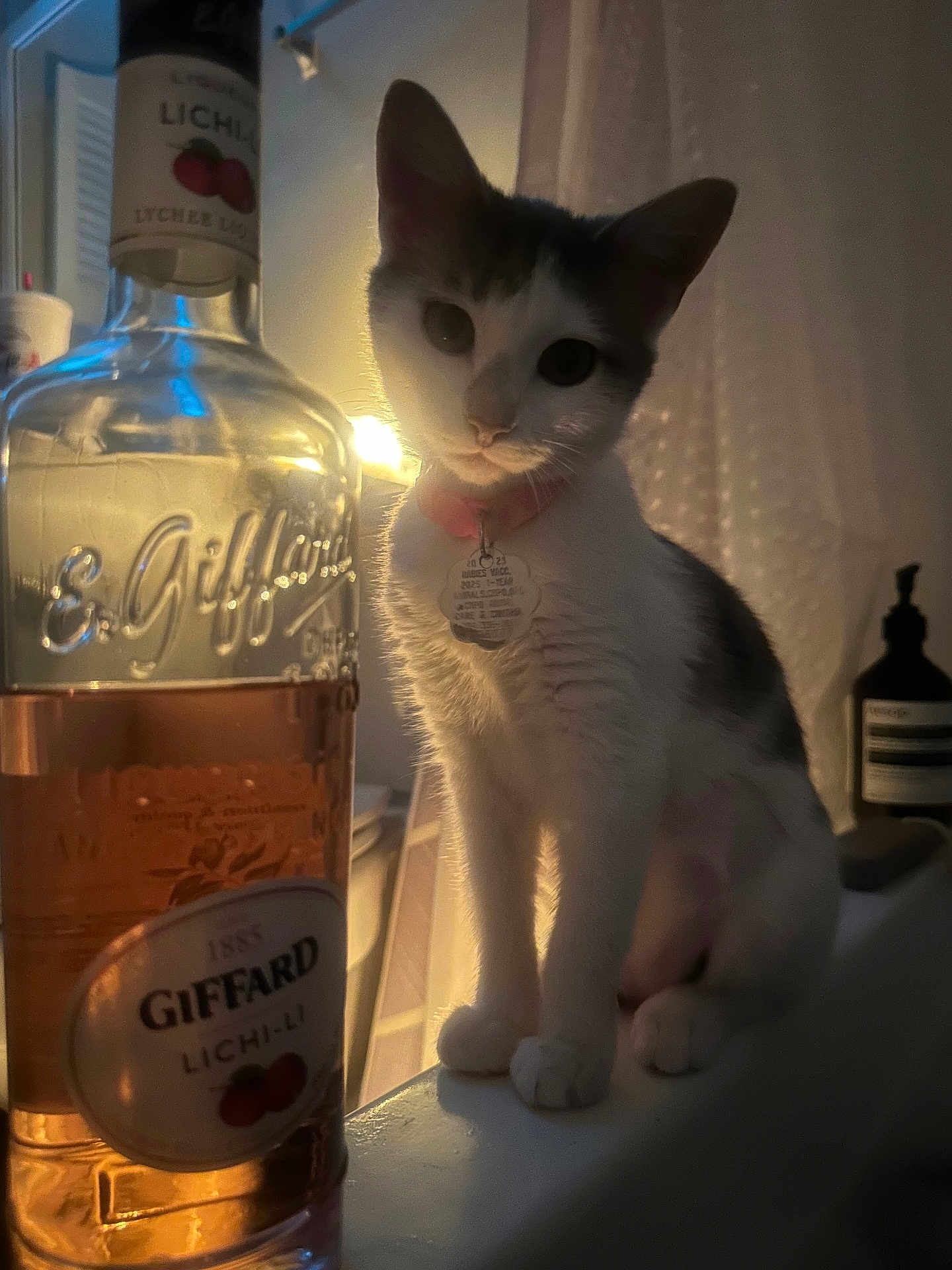 Heidi is registered to the contest to win money with this photo: cat, pet, animal, bottle, liqueur, indoor, light, shadow, collar, tag, curious, ledg, warm_light, glass, liquid, background, decor, still_life, domestic, cozy