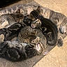 cat, kitten, sleeping, animal, pet, feline, mother_cat, snuggling, fur, cute, resting, indoors, domestic_animal, mammal, pile, cozy, relaxing, tabby, striped, floor
