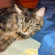 Hope is registered to the contest to win money with this photo: cat, tabby, animal, pet, fur, whiskers, bed, blanket, pattern, fabric, blue, wooden_furniture, relaxed, sleepy, indoor, close_up, yellow_eyes, paw, resting, feline