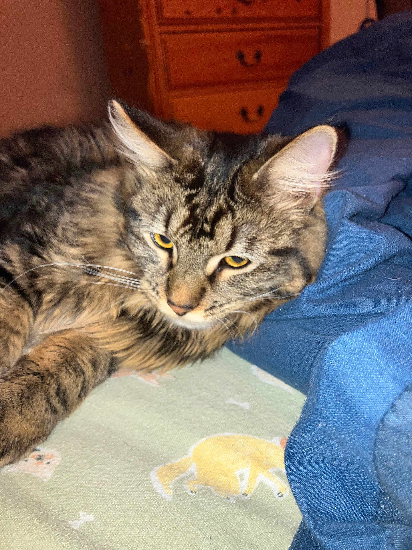 Hope is registered to the contest to win money with this photo: cat, tabby, animal, pet, fur, whiskers, bed, blanket, pattern, fabric, blue, wooden_furniture, relaxed, sleepy, indoor, close_up, yellow_eyes, paw, resting, feline