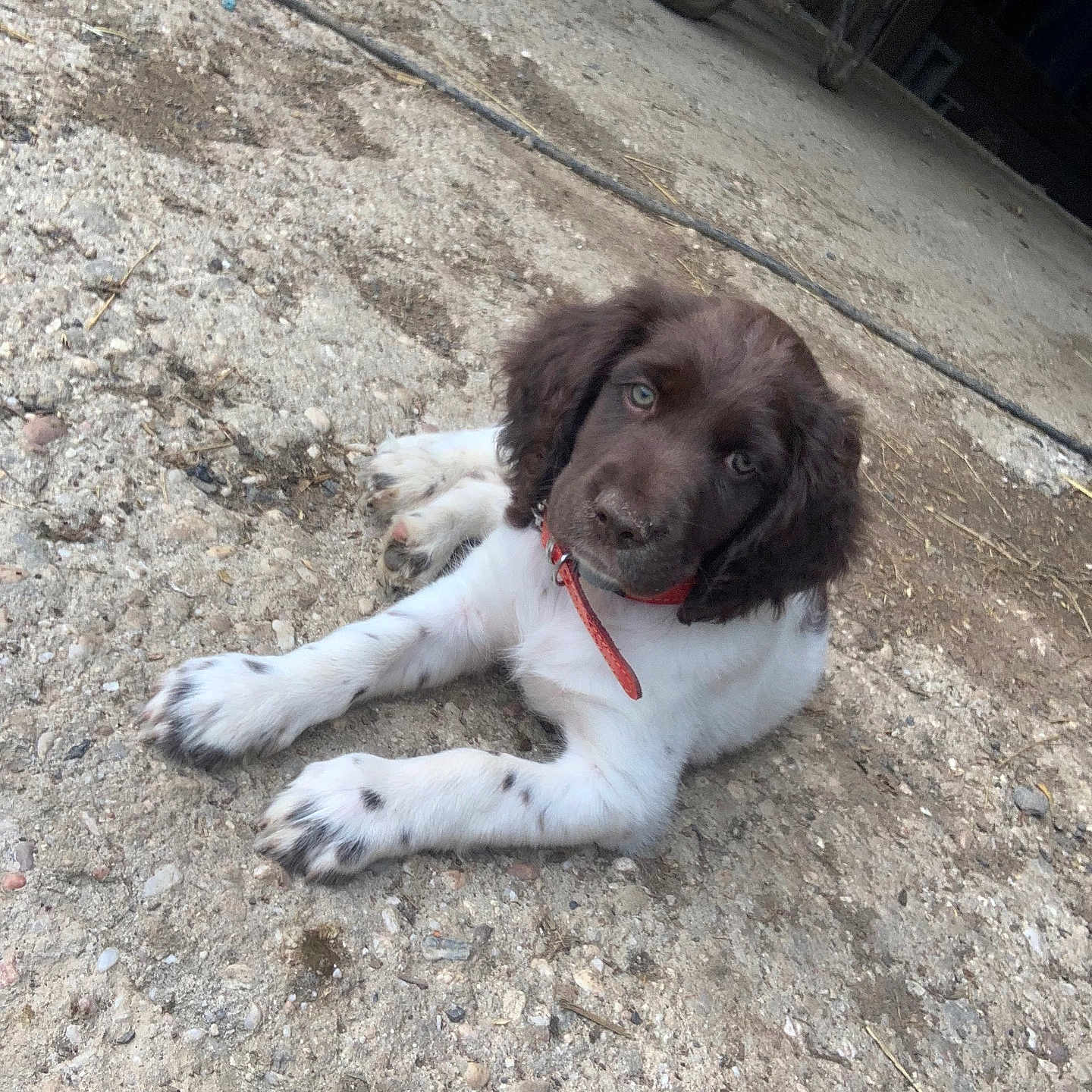 Vario a rejoint le concours — aidez-le/la à gagner de superbes lots ! accessories, animal, architecture, building, canine, cockerspaniel, dog, hound, leash, machine, outdoors, pet, puppy, rock, shelter, slate, soil, spoke, strap, wheel