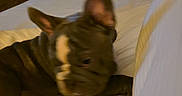 Tyrone is registered to the contest to win money with this photo: animal, bed, blur, brown, canine, companion, cute, dog, domestic, ears, french_bulldog, furniture, indoor, laying, pet, quilt, resting, room, sleepy, white