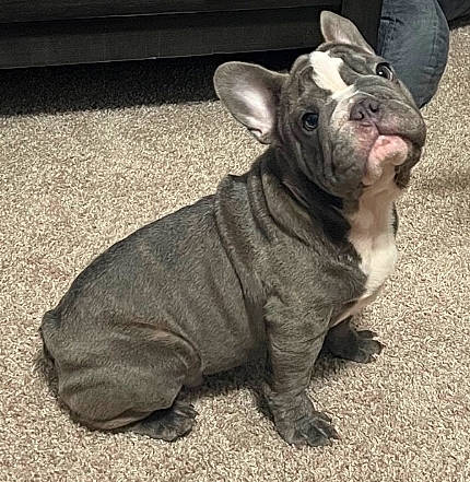 adorable, animal, canine, carpet, companion, cute, dog, domestic_animal, ears, french_bulldog, fur, indoor, looking_up, pet, portrait, puppy, sitting, small_dog, wrinkles, young_dog