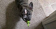 Tyrone is registered to the contest to win money with this photo: animal, carpet, companion, curious, cute, dog, domestic, ears_up, flooring, french_bulldog, green_toy, indoor, looking_up, pacifier, pet, puppy, shadow, small_dog, tile_floor, wrinkled