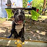 animal, bulldog, canopy, chair, dog, event, grass, leash, nature, outdoor, paw_print, person, pet, playful, puppy, shade, smiling, sunlight, table, tent