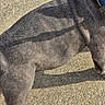 animal, blue_collar, canine, closeup, collar, concrete, daylight, dog, domestic_animal, fur_texture, grey_fur, mammal, nature, outdoor, pavement, pet, shadow, standing, sunlight, walking