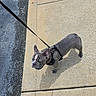 animal, asphalt, canine, concrete, curious, cute, daylight, dog, french_bulldog, harness, leash, outdoor, pet, puppy, shadow, sidewalk, small, sunlight, urban, walking