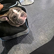 Tyrone joined the competition — help win amazing prizes! bulldog, puppy, dog, pet, mesh_bag, carpet, floor, indoor, closeup, wrinkled_face, sleepy, black_bag, zipper, hand, metal_pole, leash, resting, cute, animal, pet_accessory