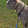 animal, bulldog, canine, close_up, collar, daylight, dog, ears, fur, grass, leash, muzzle, nature, outdoor, paws, pet, side_view, snout, walking, wrinkles