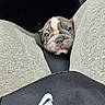adorable, animal, black_background, bulldog, casual, closeup, companion, cute, dog, fabric, grey_clothing, indoor, looking_up, nike_logo, pet, puppy, snout, soft_texture, sweatpants, wrinkles