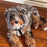Harley joined the competition — help win amazing prizes! dog, puppy, curly_fur, brown, black, white, indoor, wooden_floor, pet, animal, lying_down, cute, fluffy, fur, collar, paw, canine, companion, domestic, resting