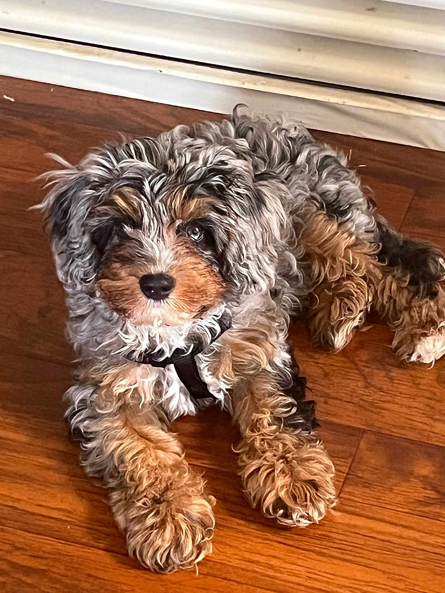 Harley joined the competition — help win amazing prizes! dog, puppy, curly_fur, brown, black, white, indoor, wooden_floor, pet, animal, lying_down, cute, fluffy, fur, collar, paw, canine, companion, domestic, resting