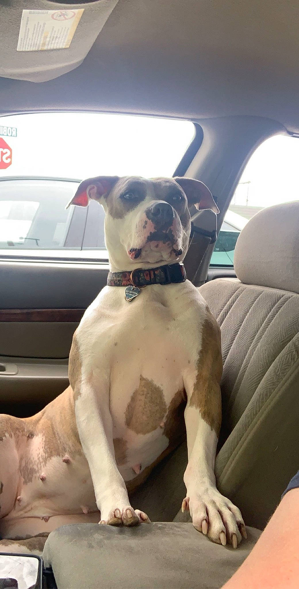 Sapphire Rae joined the competition — help win amazing prizes! automotive_mirror, automotive_window_part, canidae, car_seat, carnivore, collar, companion_dog, dog, dog_breed, dog_collar, dogo_guatemalteco, fawn, head_restraint, pet_supply, snout, sporting_group, vehicle_door, windshield, working_animal, working_dog