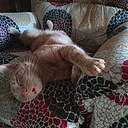 Copper joined the competition — help win amazing prizes! cat, claws, comfort, couch, ear, feline, fur, home, indoor, mouth_open, nose, orange_cat, patterned_fabric, paw, pet, relaxed, resting, sleeping, upholstery, whiskers