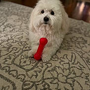 Cedric is registered to the contest to win money with this photo: dog, white_dog, fluffy, toy, red_bone_toy, carpet, indoor, pet, animal, cute, sitting, paw, fur, looking, playful, domestic_animal, close_up, companion, friendly, adorable