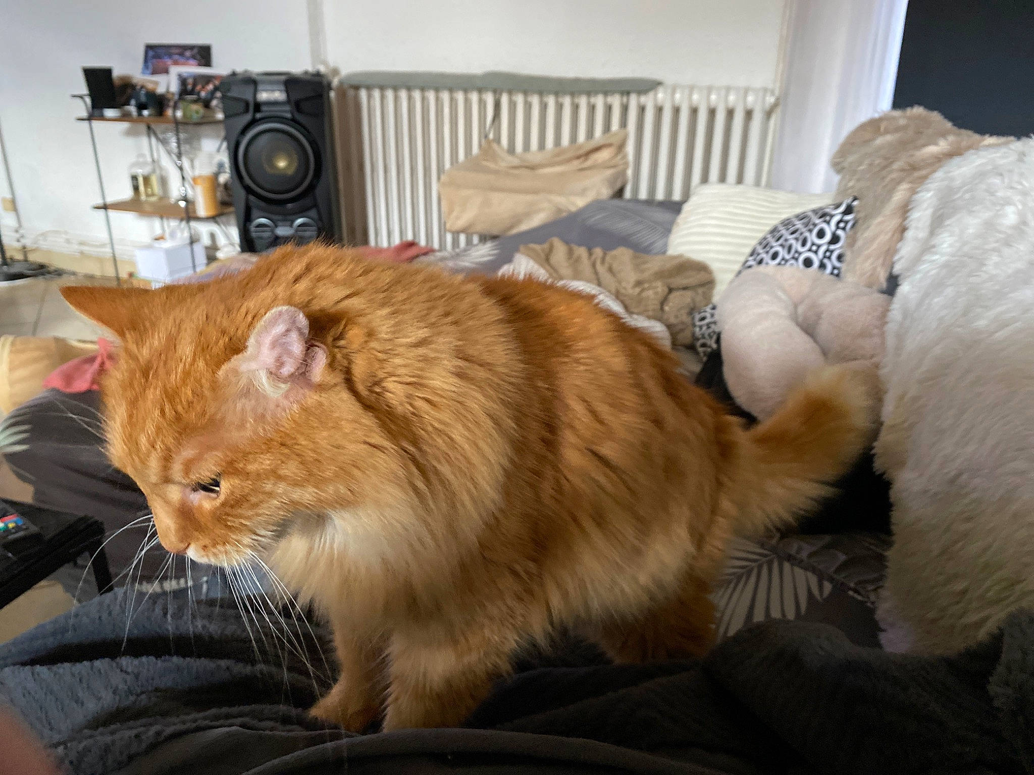 Billy participe au concours pour gagner de l'argent avec cette photo : bed, box, carnivore, cat, chair, claw, comfort, companion_dog, couch, domestic_short_haired_cat, fawn, felidae, fur, paw, room, small_to_medium_sized_cats, snout, tail, whiskers, wood