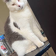 Beerus a rejoint le concours — aidez-le/la à gagner de superbes lots ! cat, white_cat, gray_cat, indoor, table, bottle, household, pet, feline, fur, animal, sitting, looking, expression, domestic, closeup, cute, whiskers, ears, tail