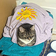 Marley is registered to the contest to win money with this photo: cat, tabby_cat, tshirt, towel, crate, indoor, pet_bowl, resting, animal, feline, fur, striped, cozy, clothing, fabric, household, relaxed, cute, domestic_animal, pet