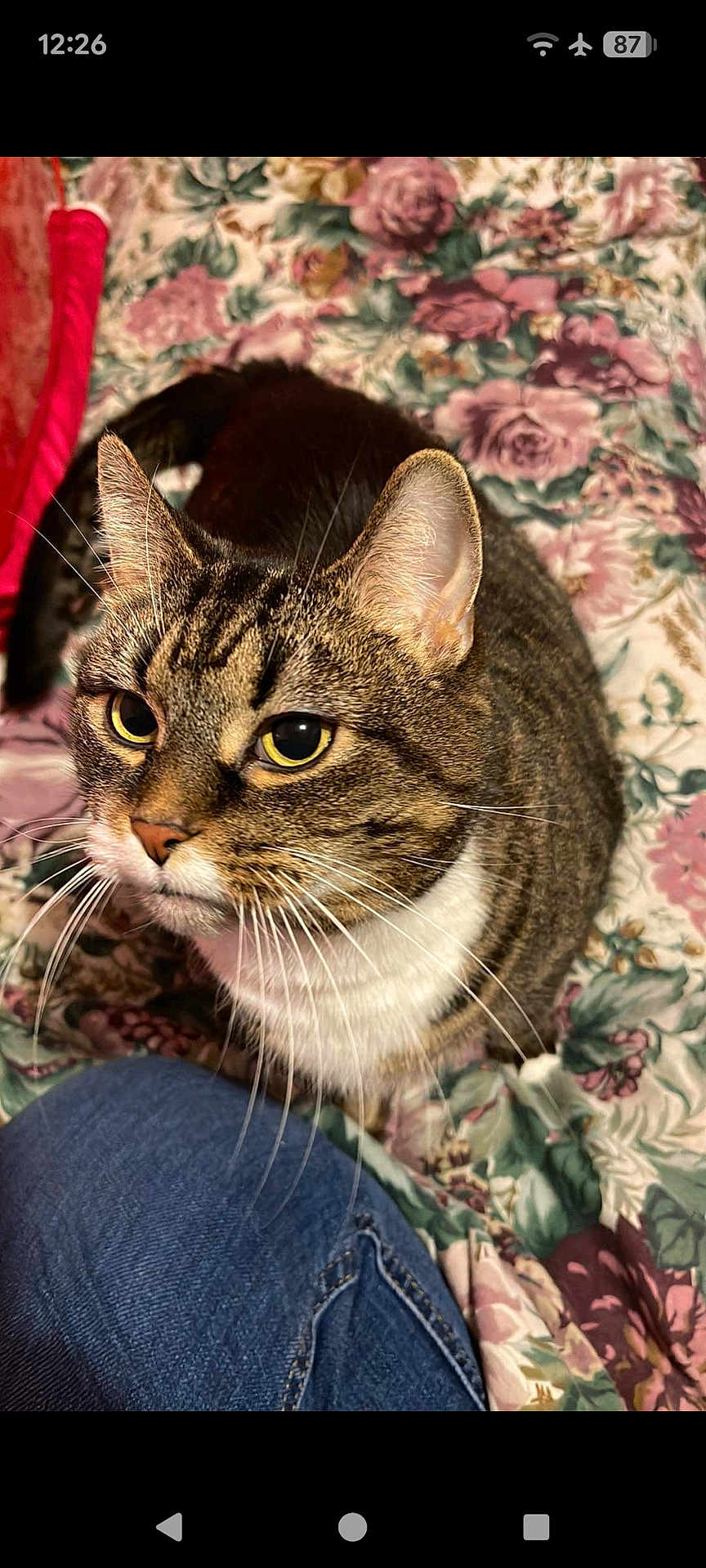 Marley is registered to the contest to win money with this photo: cat, tabby, pet, animal, indoor, floral_blanket, curious, whiskers, yellow_eyes, denim, knee, close_up, fur, striped, mammal, domestic_cat, cute, cozy, resting, companion