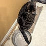 Marley is registered to the contest to win money with this photo: cat, tabby, pet, indoor, mat, water_bowl, tail, floor, wall, corner, striped, feline, domestic_animal, resting, home, animal, quiet, floor_tile, metal, cozy