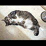 Marley is registered to the contest to win money with this photo: cat, tabby, pet, animal, floor, tile, white_paws, relaxed, lying_down, indoor, curious, feline, domestic_cat, cute, whiskers, fur, food_bowl, household, companion, resting