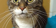Marley is registered to the contest to win money with this photo: cat, tabby_cat, yellow_eyes, whiskers, fur, pet, animal, indoor, blue_towel, curious, looking_up, close_up, face, ears, nose, paws, domestic_cat, feline, striped, standing