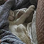 Noelle is registered to the contest to win money with this photo: blanket, cat, comfort, cozy, cushion, cute, feline, fur, home, indoor, nap, paw, pet, relaxing, resting, sleeping, snuggled, soft, warm, white_cat
