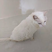 Noelle is registered to the contest to win money with this photo: alone, animal, bathroom, bathtub, bubble_bath, calm, cat, cute, domestic, expression, feline, fur, indoor, looking_down, pet, sitting, soft_lighting, water, wet, white_cat