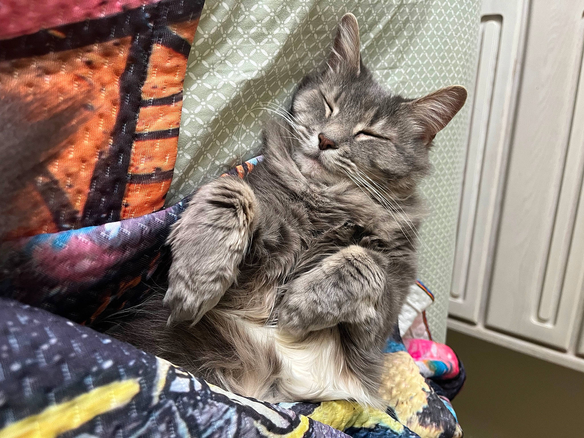 Stormy is registered to the contest to win money with this photo: carnivore, cat, claw, comfort, domestic_short_haired_cat, felidae, fur, grey, human_leg, mammal, metal, nap, pattern, paw, selfie, small_to_medium_sized_cats, snout, tail, whiskers, wood
