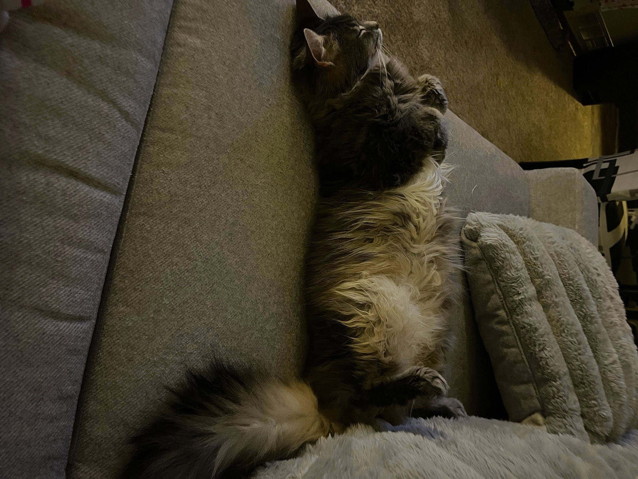 Stormy is registered to the contest to win money with this photo: canidae, carnivore, claw, comfort, companion_dog, dog, dog_breed, fawn, felidae, fur, grey, linens, nap, small_to_medium_sized_cats, snout, sporting_group, tail, terrier, textile, whiskers