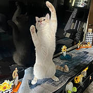 Simba joined the competition — help win amazing prizes! cat, indoor, reflection, table, decorations, sunflowers, furniture, curiosity, pet, home, runner, stretching, playful, orange_and_white, television, living_room, carpet, wooden_furniture, paws_up, cute