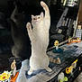 cat, indoor, reflection, table, decorations, sunflowers, furniture, curiosity, pet, home, runner, stretching, playful, orange_and_white, television, living_room, carpet, wooden_furniture, paws_up, cute