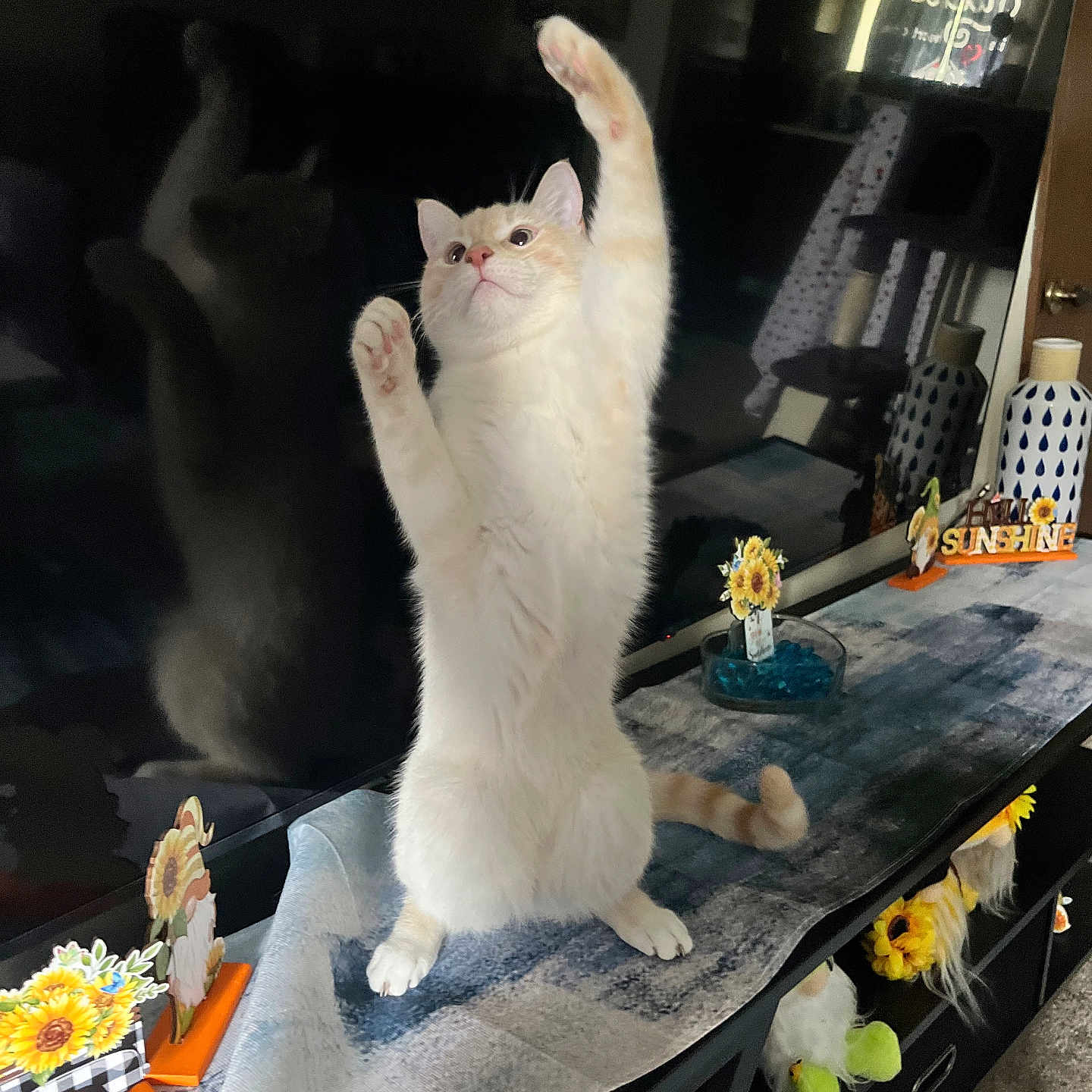Simba joined the competition — help win amazing prizes! carpet, cat, curiosity, cute, decorations, furniture, home, indoor, living_room, orange_and_white, paws_up, pet, playful, reflection, runner, stretching, sunflowers, table, television, wooden_furniture