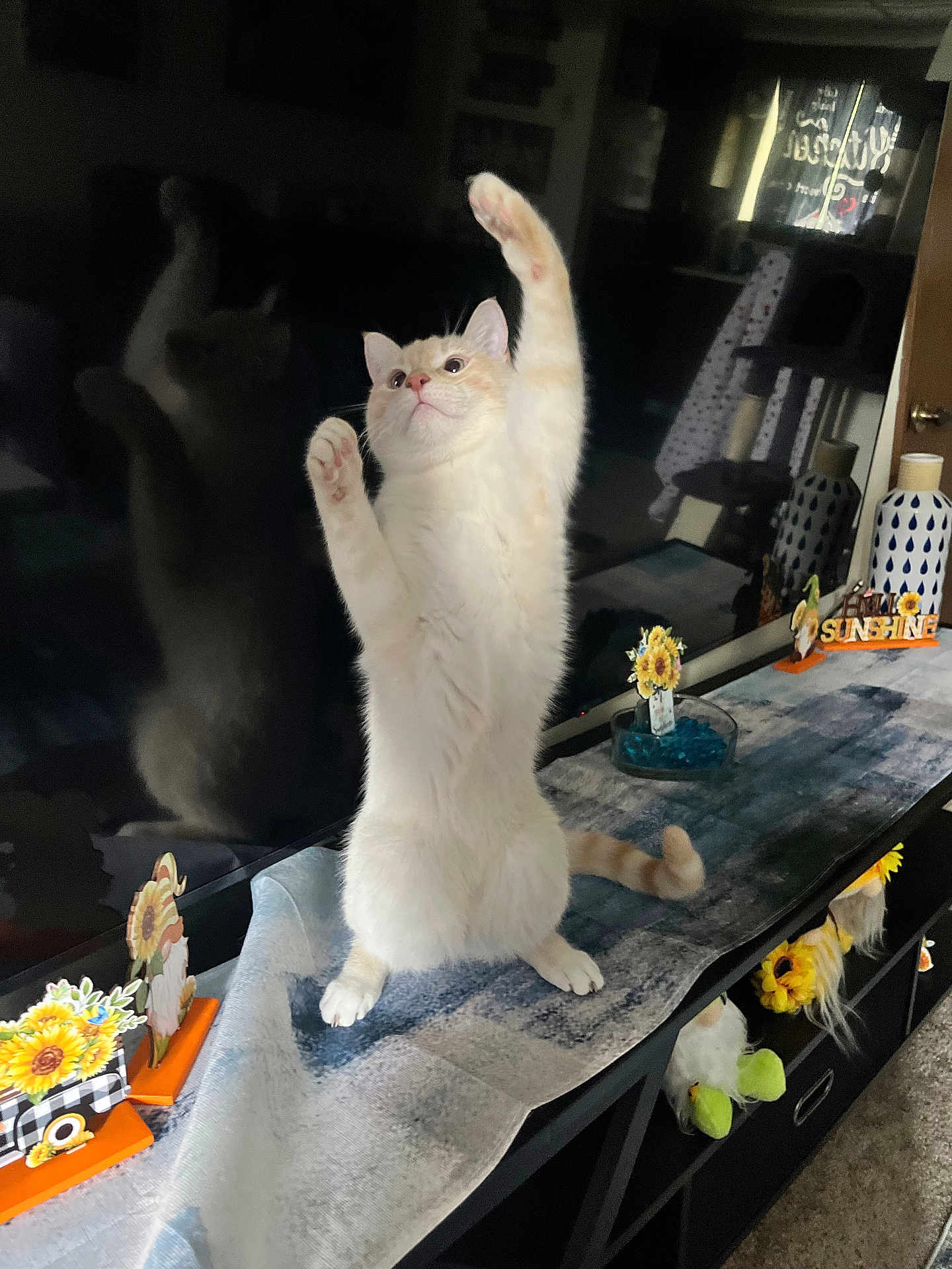 Simba joined the competition — help win amazing prizes! cat, indoor, reflection, table, decorations, sunflowers, furniture, curiosity, pet, home, runner, stretching, playful, orange_and_white, television, living_room, carpet, wooden_furniture, paws_up, cute