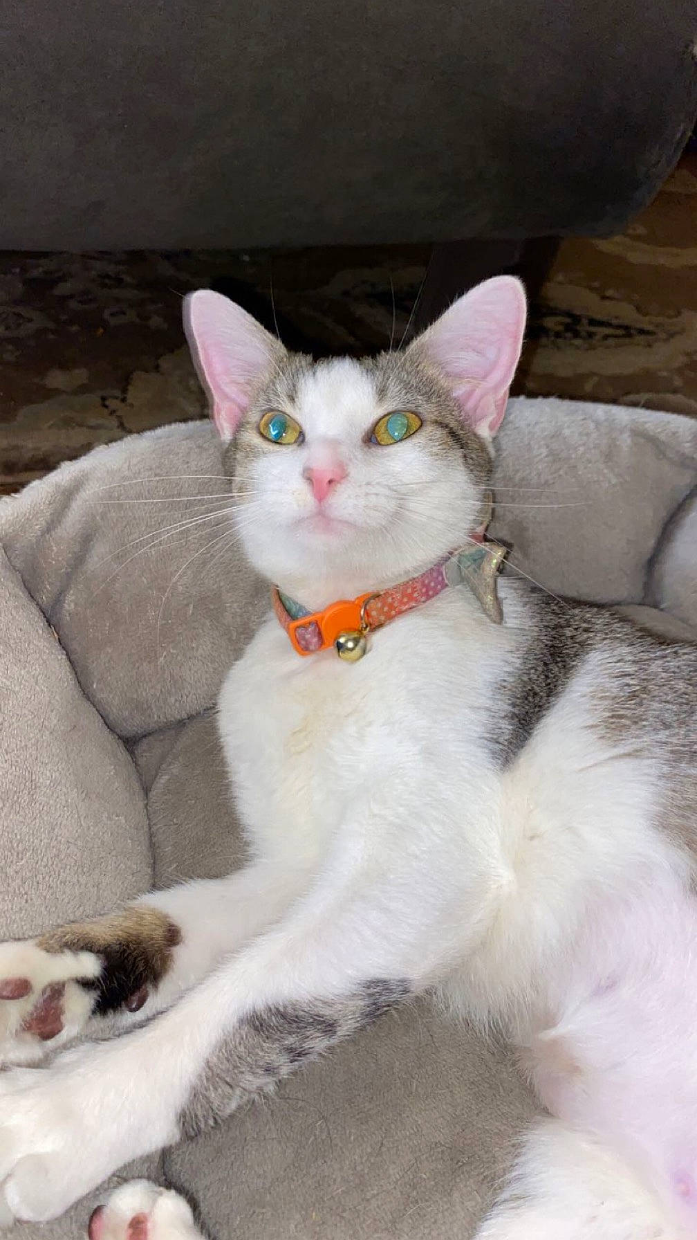 Spitfire is registered to the contest to win money with this photo: carnivore, cat, collar, comfort, domestic_short_haired_cat, fashion_accessory, fawn, felidae, fur, paw, sitting, small_to_medium_sized_cats, tail, terrestrial_animal, throat, whiskers